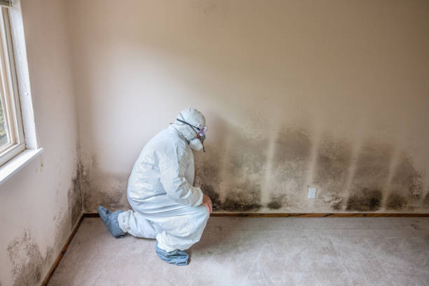 Best Black Mold Remediation in Wormleysburg, PA